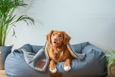 Pets.jpg