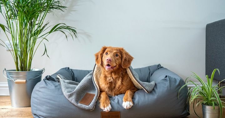 Pets.jpg